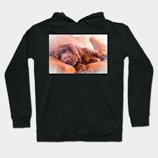 Sussex Spaniel Sleeping Hoodie